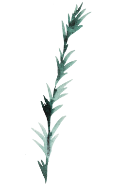 El yapımı suluboya yeşil ladin ya da çam ağacı dalı, her zaman yeşil kozalaklı kozalaklar izole edilmiş çizimler. Kışın düğün kırtasiyesi ve tatil partisi davetiyeleri için tek renkli unsur