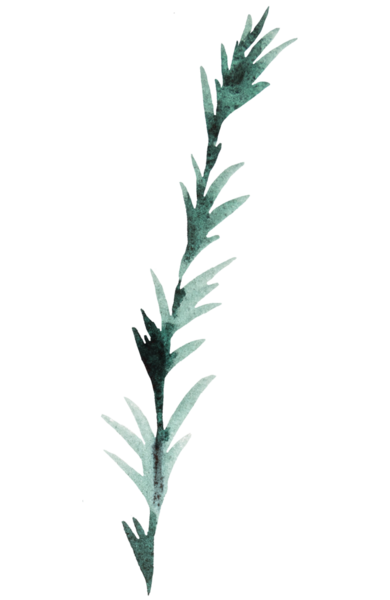 El yapımı suluboya yeşil ladin ya da çam ağacı dalı, her zaman yeşil kozalaklı kozalaklar izole edilmiş çizimler. Kışın düğün kırtasiyesi ve tatil partisi davetiyeleri için tek renkli unsur