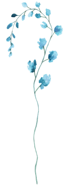 Açık mavi turkuaz rengi yabani çiçek izole edilmiş. Yaz ve bahar düğün kırtasiyesi ve tebrik kartları için pastel çiçek unsuru, parti arzulu