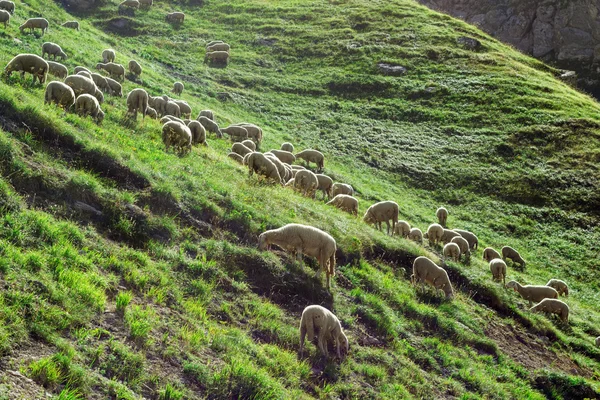 Koyun sürüsü tepe üzerinde