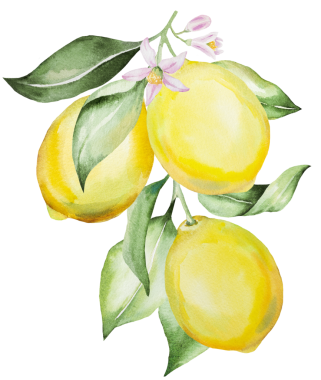 Sarı limon, çiçek ve yeşil yapraklı el yapımı suluboya limon dalı, izole edilmiş botanik illüstrasyon. Akdeniz düğün kırtasiyesi için turunç meyvesi, yaz davetiyesi ve ambalaj