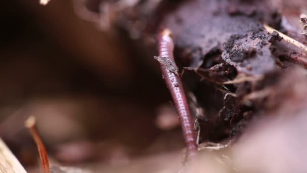 Verme terrestre nel terreno - primo piano colpo — Video Stock