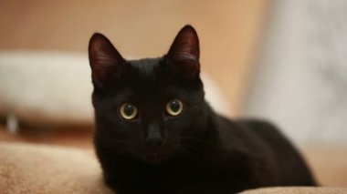 yatakta döşeme büyük siyah kedi