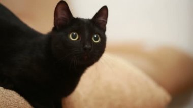 yatakta döşeme büyük siyah kedi