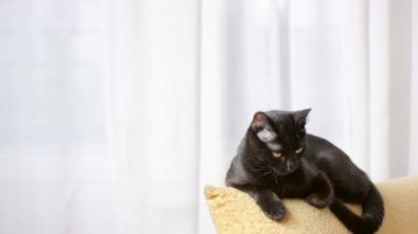 Kara kedi bir sandalyenin üstüne yalan ve etrafına bakıyor.