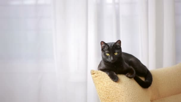 Gato negro acostado en una silla y mira a su alrededor . — Vídeo de stock