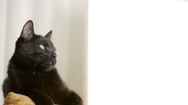 Kara kedi bir sandalyenin üstüne yalan ve etrafına bakıyor.