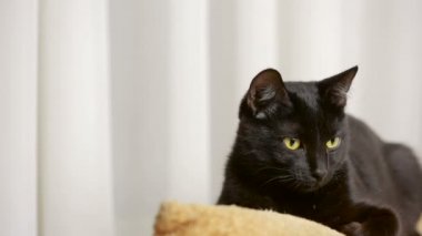 Kara kedi bir sandalyenin üstüne yalan ve etrafına bakıyor.