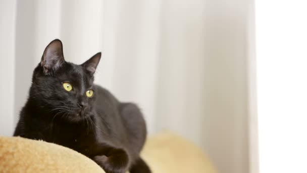 Black cat lying on a chair and looks around. — Stock Video