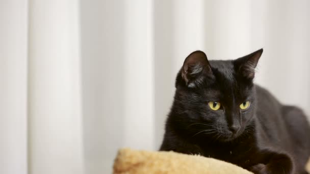 Μαύρη γάτα, που βρίσκεται σε μια καρέκλα και κοιτάζει γύρω της. — Αρχείο Βίντεο