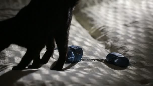 Κορίτσι παίρνει τις χειροπέδες για σεξ παιχνίδια. Μαύρη γάτα στο κρεβάτι — Αρχείο Βίντεο