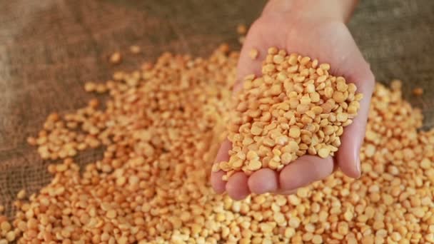 Ruce s hráškem semena připravena k výsevu — Stock video