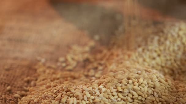 黄麻布の上にこぼれパール大麦 — ストック動画