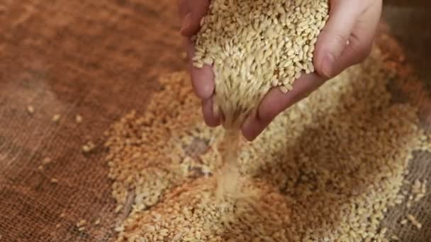 Pearl barley spilling on burlap — Stock Video