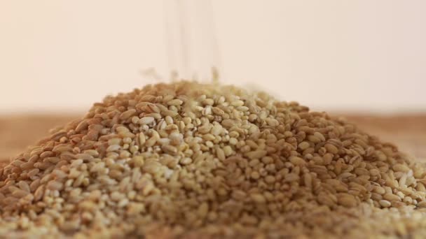 Pearl barley spilling on burlap — Stock Video