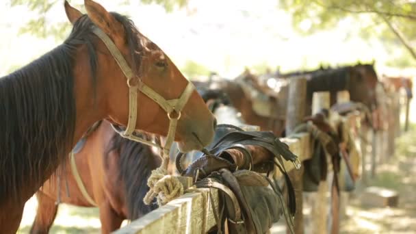 Caballos en el establo — Vídeo de stock