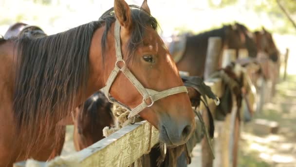 Caballos en el establo — Vídeo de stock