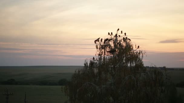 Un gregge di corvi che volteggiano nel cielo — Video Stock