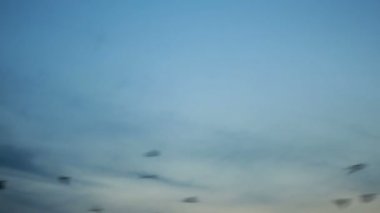 Üzerinde mavi günbatımı gökyüzü uçan birçok kara karga kuşların büyük grup.