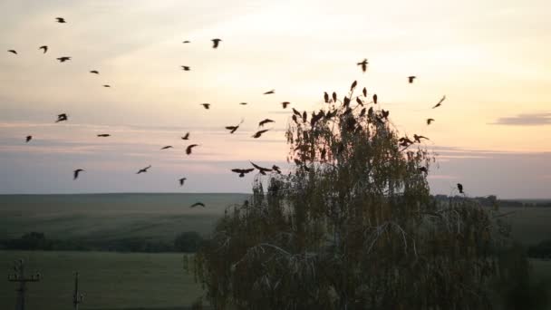 En flock kråkor cirklande i himlen — Stockvideo