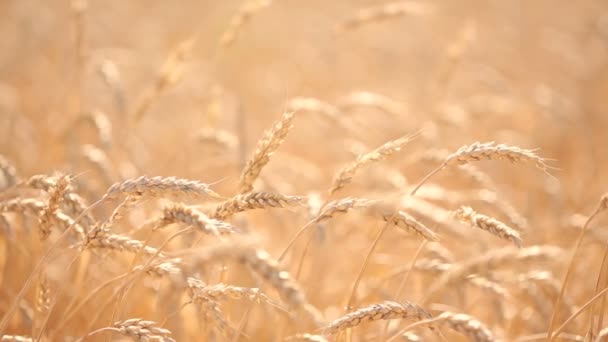 Campo de trigo. caule close-up . — Vídeo de Stock