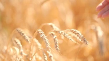 Kız olgun kulakları Mısır buğday alanında dokunur. Tarım kavramı