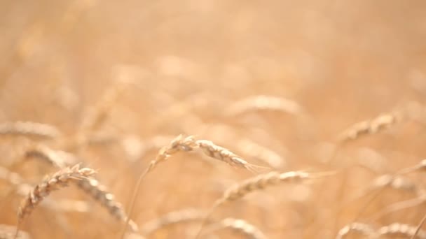 Campo di grano. gambo primo piano . — Video Stock