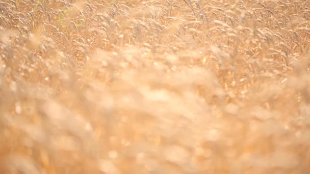 麦畑。茎のクローズ アップ. — ストック動画