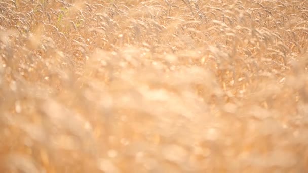 Wheat field. stalk close-up. — Stock Video