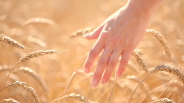 Mädchen berührt reife Ähren in einem Weizenfeld. Landwirtschaftskonzept — Stockvideo