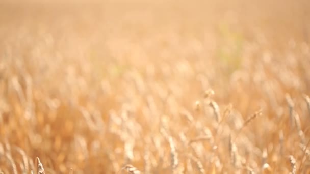 Campo di grano. gambo primo piano . — Video Stock