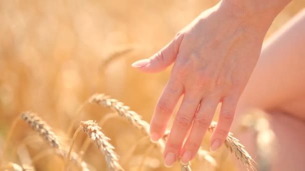 La chica toca espigas maduras de maíz en un campo de trigo. concepto de agricultura — Vídeos de Stock