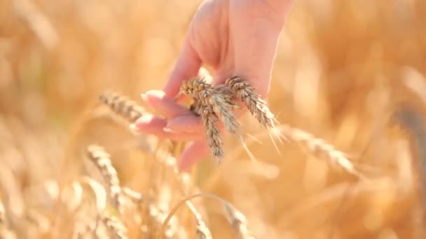 Dziewczyna dotyka dojrzałe kłosy zboża w polu pszenicy. koncepcja rolnictwa — Wideo stockowe