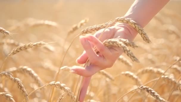 Meisje raakt rijp korenaren in een tarweveld. landbouw concept — Stockvideo