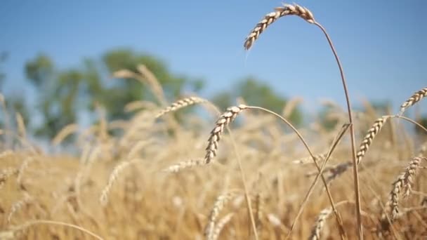 Campo de trigo. primer plano del tallo . — Vídeo de stock