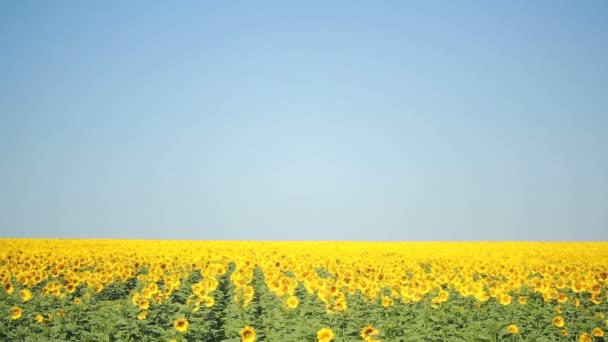 Ein Feld mit Sonnenblumen. eine schöne Blume im Vordergrund, im Fokus — Stockvideo