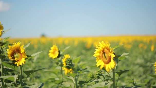 Een veld met zonnebloemen. blauwe hemel — Stockvideo