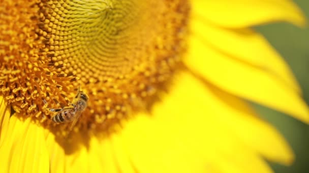 Ein Feld mit Sonnenblumen. eine schöne Blume im Vordergrund, im Fokus — Stockvideo