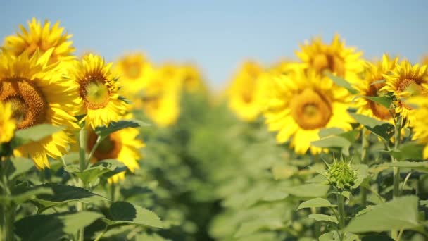 Un campo de girasoles. Cielo azul — Vídeos de Stock