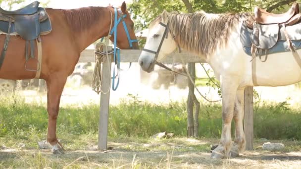 Лошади в стойле — стоковое видео