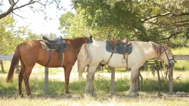 Caballos en el establo — Vídeo de stock