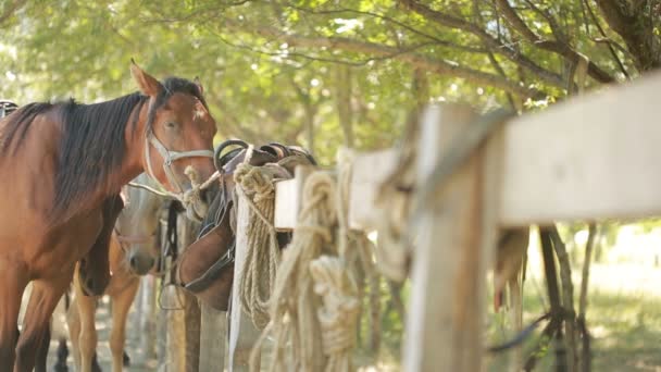 Cavalos na tenda — Vídeo de Stock