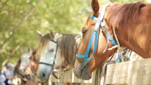 Caballos en el establo — Vídeo de stock