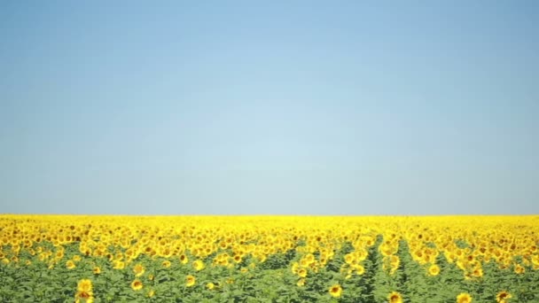 Un campo de girasoles. Una hermosa flor En primer plano, en el foco — Vídeo de stock