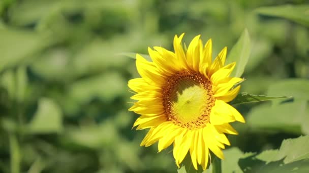 A field of sunflowers. One beautiful flower In the foreground, in the focus — Stock Video