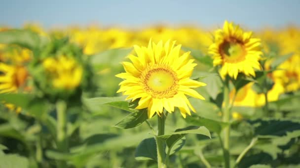 A field of sunflowers. One beautiful flower In the foreground, in the focus — Stock Video