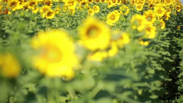 Un champ de tournesols. Une belle fleur Au premier plan, au centre 