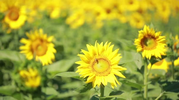 Ett fält av solrosor. En vacker blomma i förgrunden, i fokus — Stockvideo