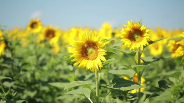 Ein Feld mit Sonnenblumen. eine schöne Blume im Vordergrund, im Fokus — Stockvideo