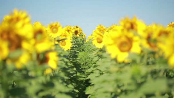 Ett fält av solrosor. En vacker blomma i förgrunden, i fokus — Stockvideo